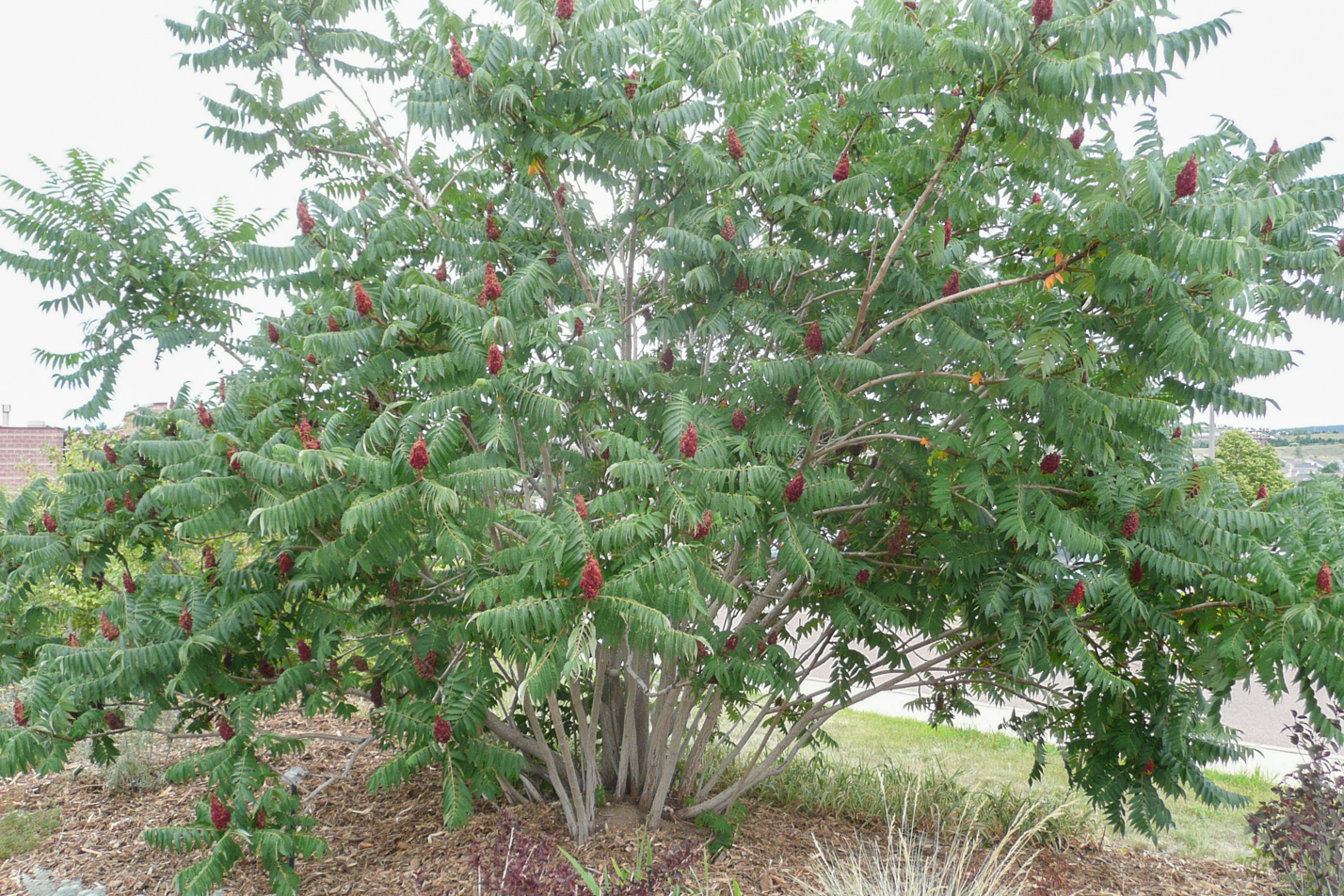 Staghorn Sumac